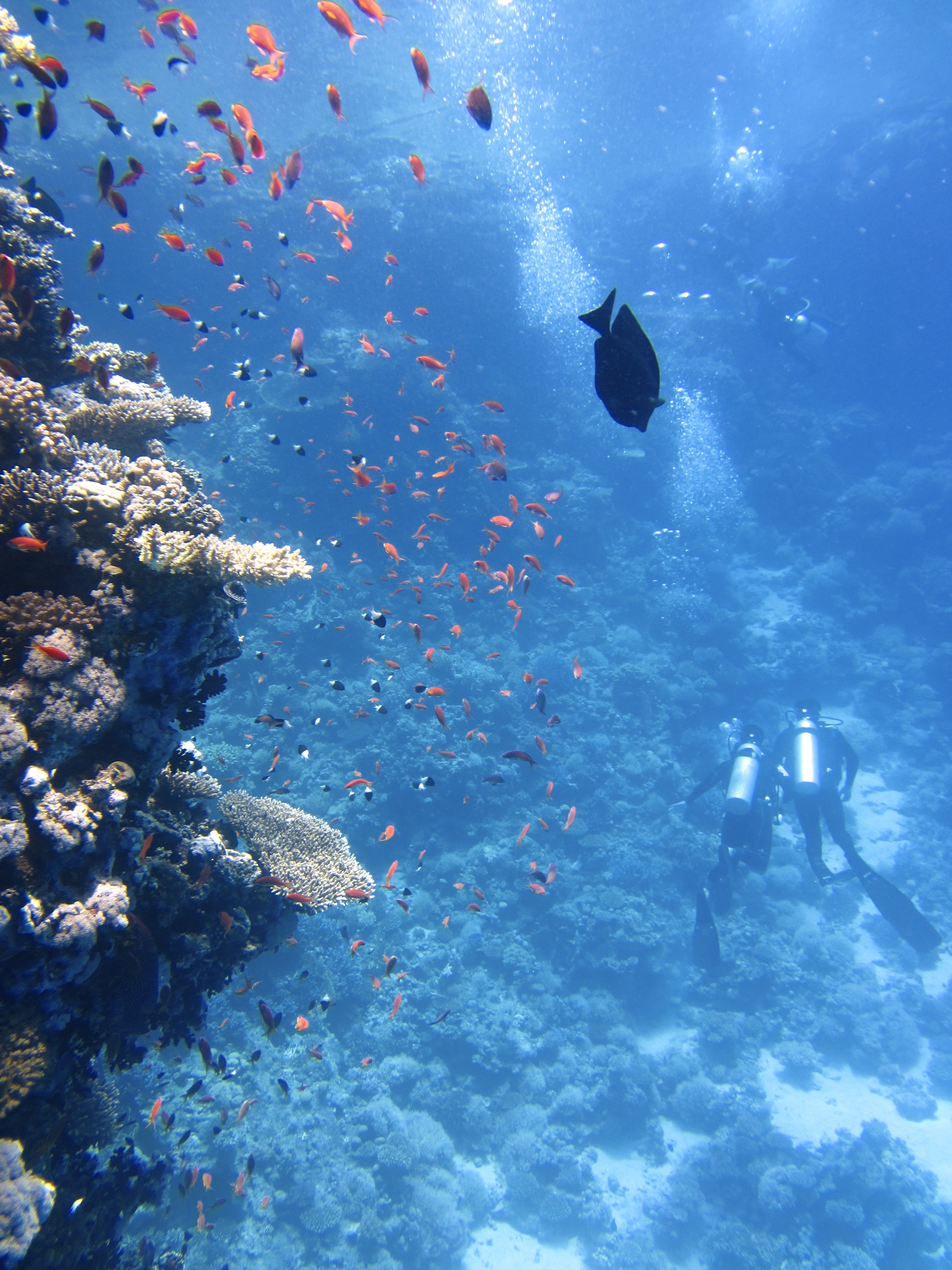 Coral reefs and fish species