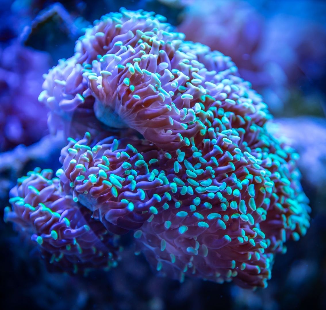 Close-up of a fluorescent coral polyp glowing blue and purple underwater