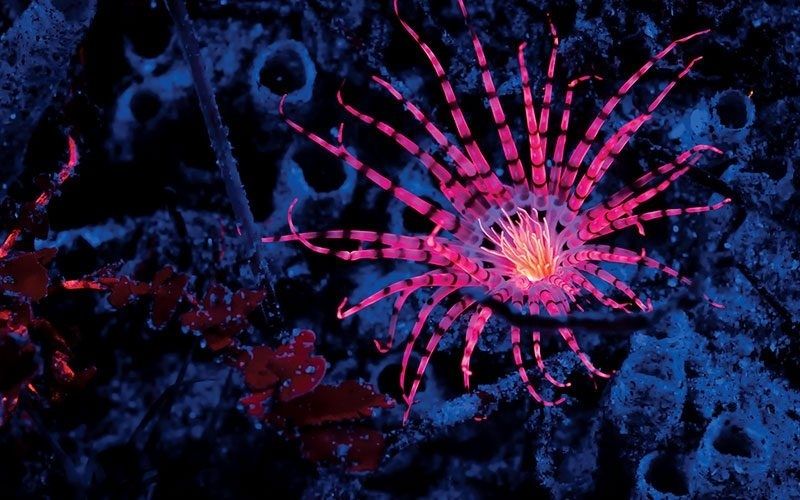 Pink fluorescent sea fan or coral glowing against a dark blue reef
