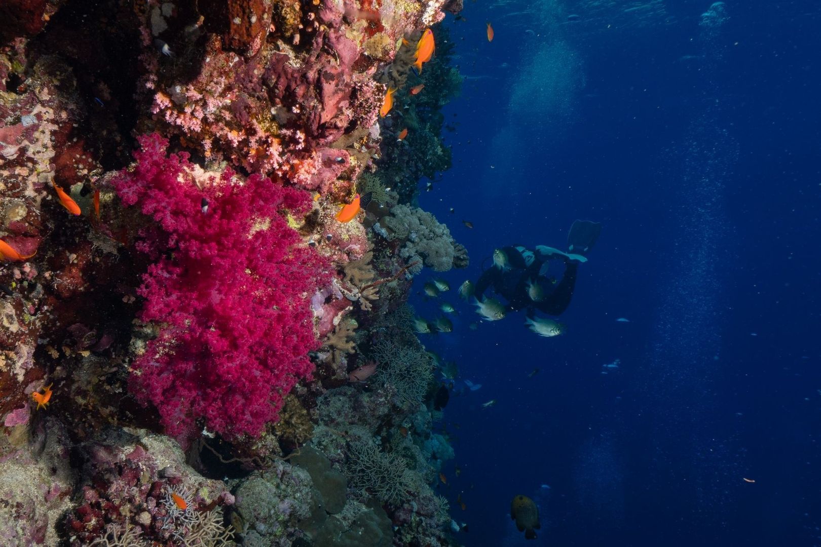 Scuba diver beside a colorful coral wall dropping into deep blue water