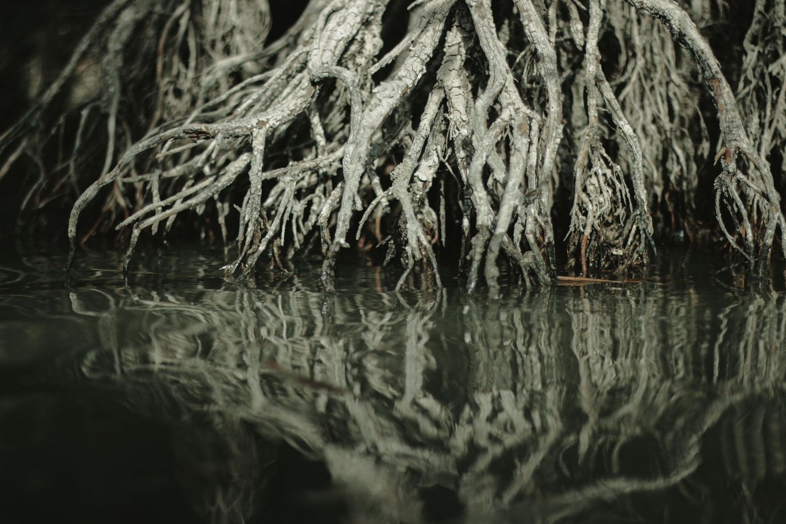 Tangled mangrove roots extending into calm, reflective coastal water