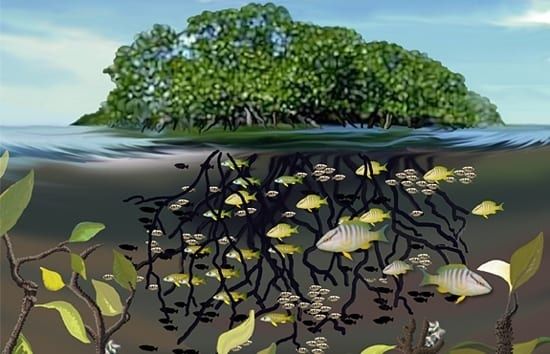 Illustration of fish sheltering among mangrove roots beneath a coastal island