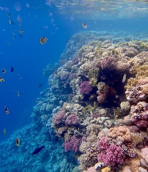 Colorful coral reef wall dropping into deep blue water with fish